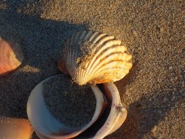 Muscheln